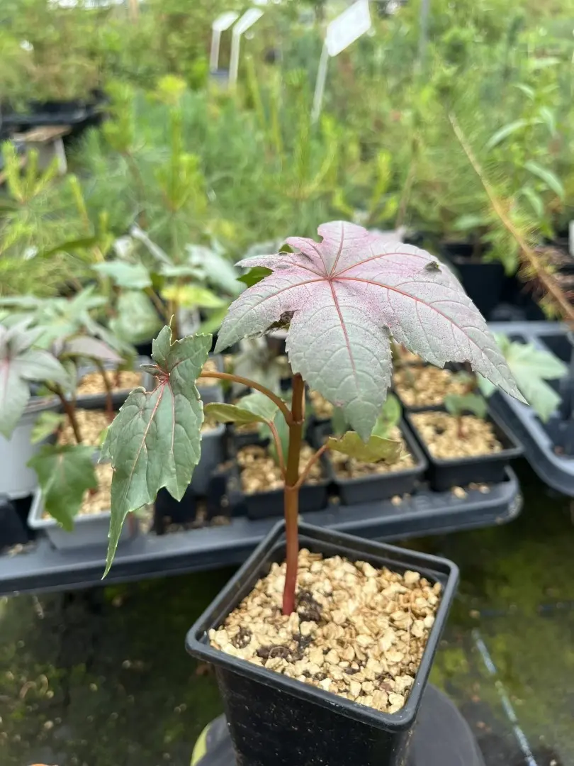Castor Oil Plant - Ricinus communis