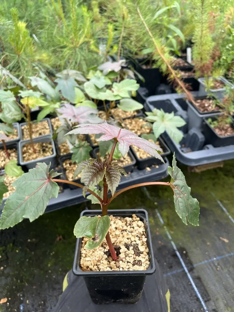 Castor Oil Plant - Ricinus communis