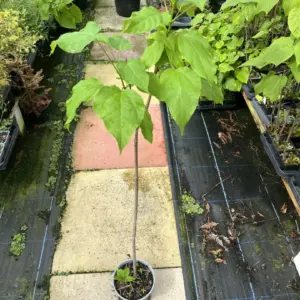 Catalpa bignonioides - Indian Bean Tree