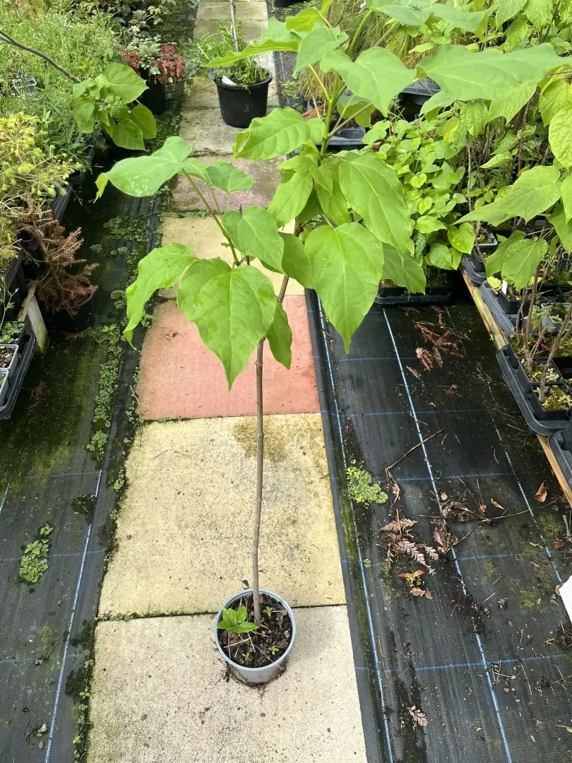 Catalpa bignonioides - Indian Bean Tree
