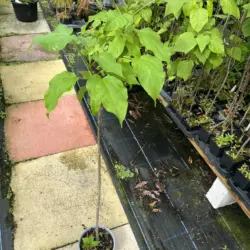 Catalpa bignonioides - Indian Bean Tree