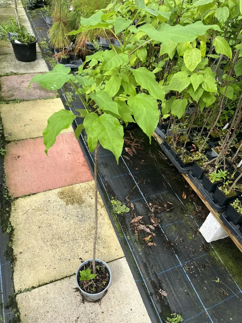 Catalpa bignonioides - Indian Bean Tree