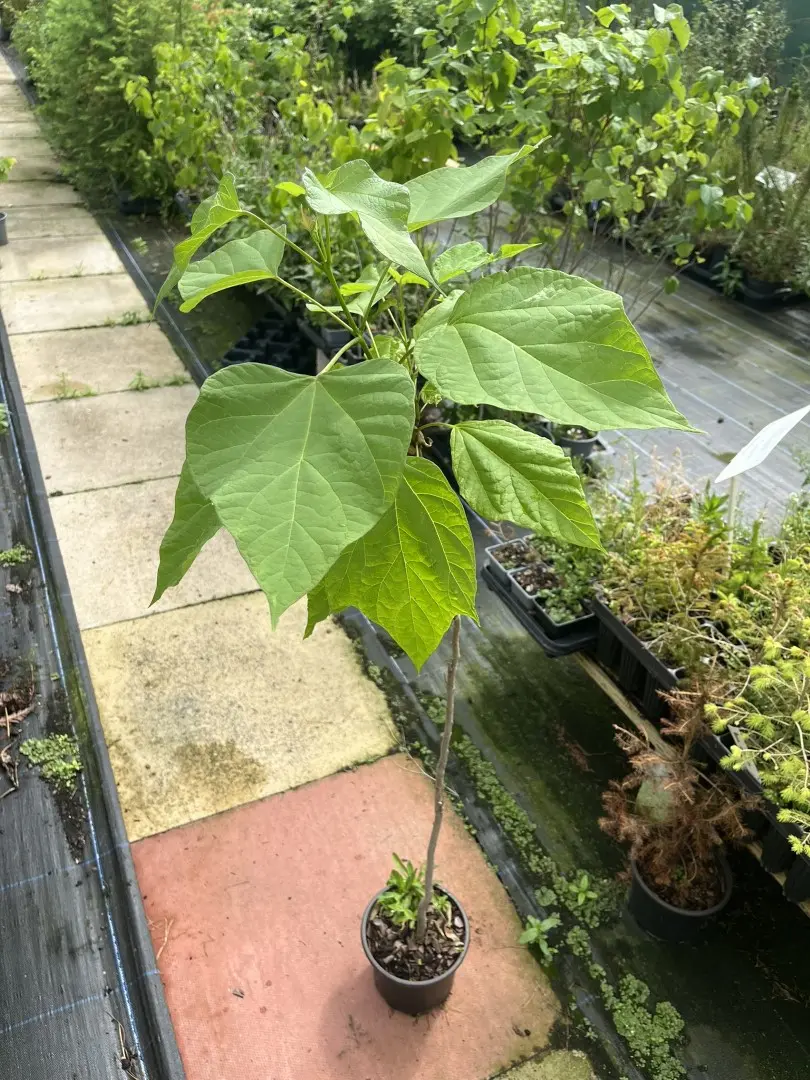 Catalpa bignonioides - Indian Bean Tree