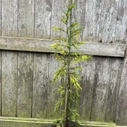 Cedrus deodara - Deodar Cedar 'Aurea'