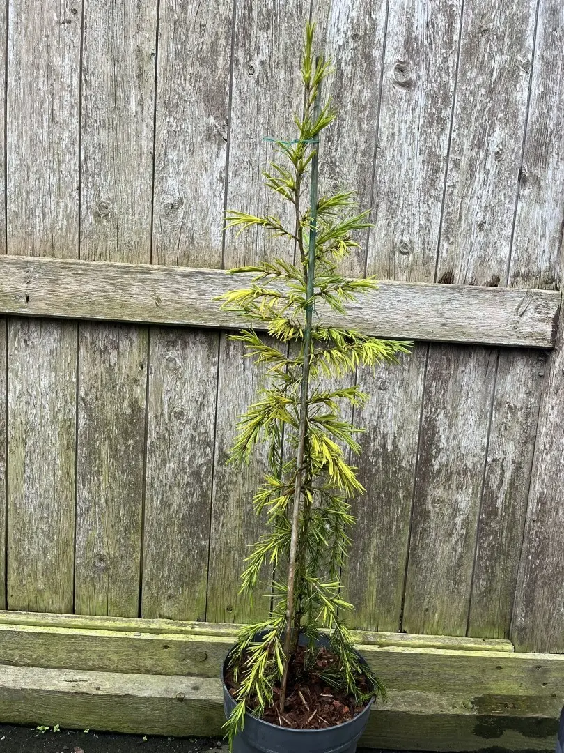 Cedrus deodara - Deodar Cedar 'Aurea'