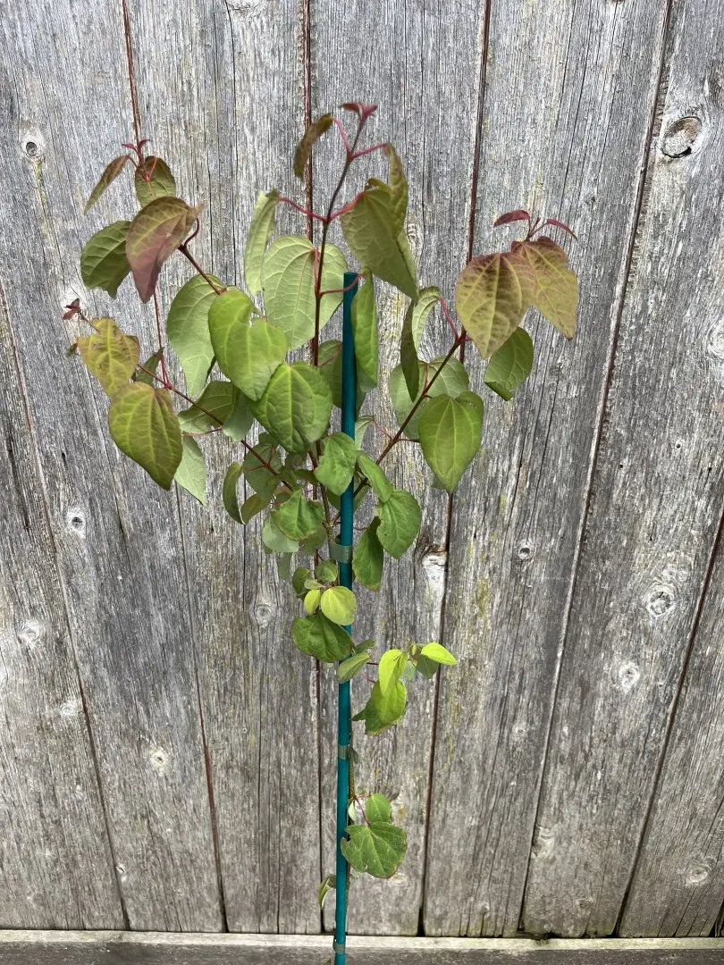 Cercidiphyllum japonicum - Katsura Tree