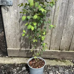 Cercidiphyllum japonicum - Katsura Tree
