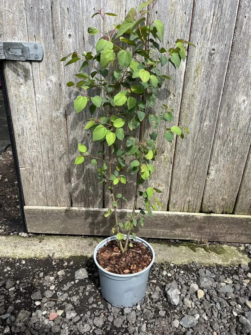 Cercidiphyllum japonicum - Katsura Tree