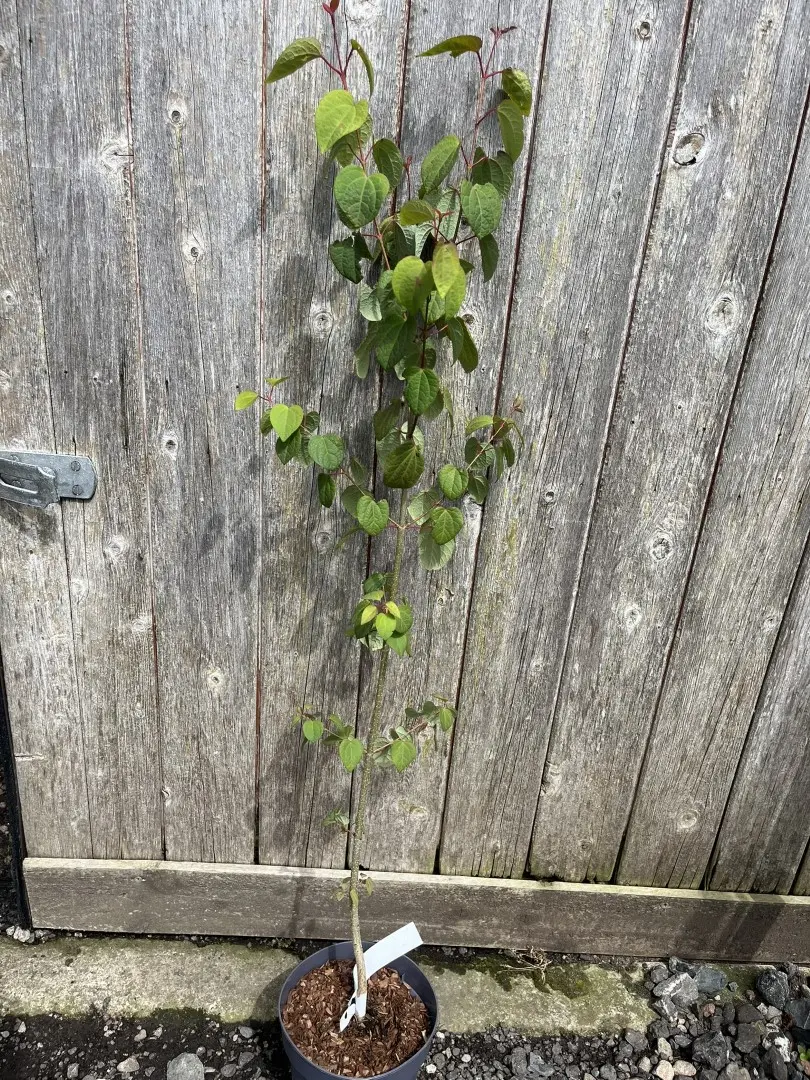 Cercidiphyllum japonicum - Katsura Tree