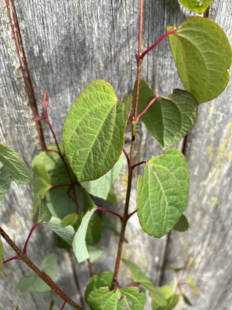 Cercidiphyllum japonicum - Katsura Tree