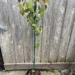 Cercidiphyllum japonicum - Katsura Tree