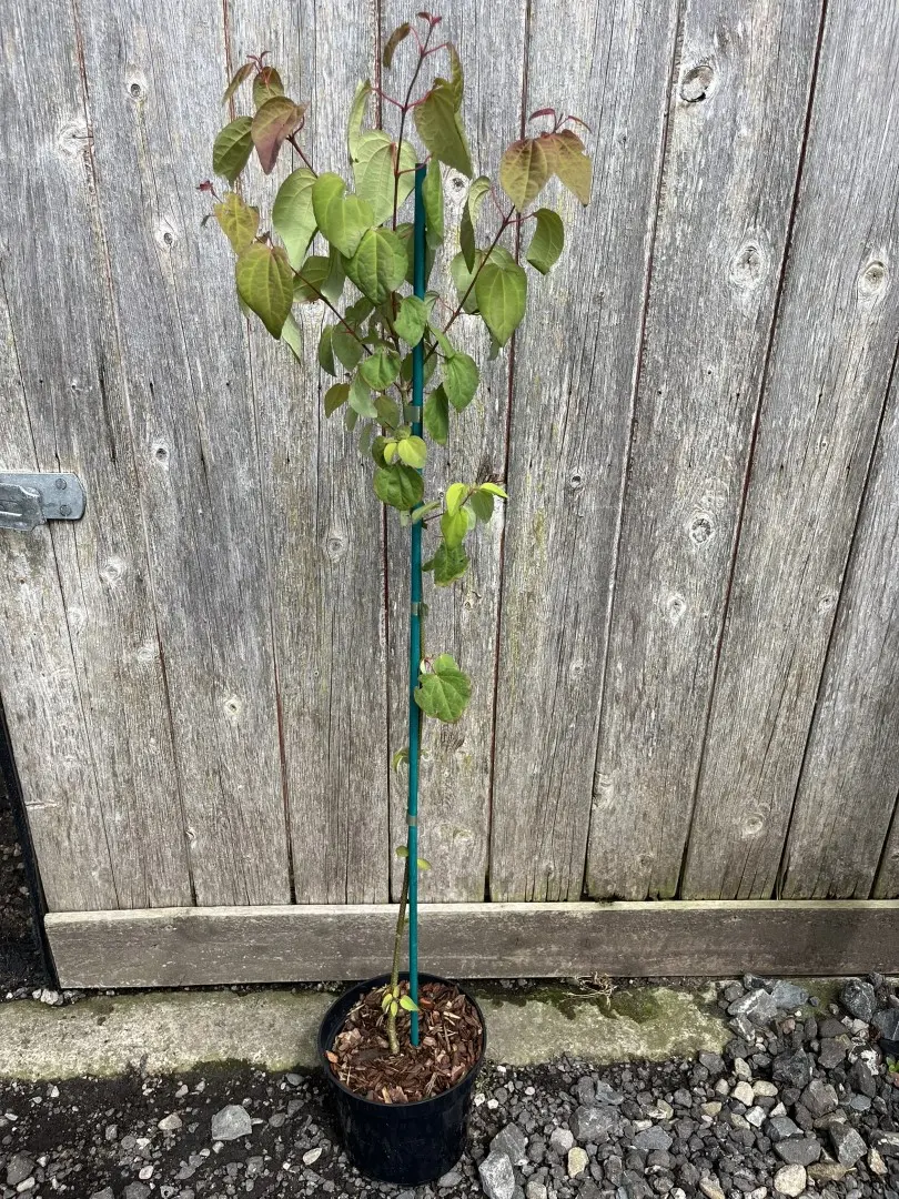 Cercidiphyllum japonicum - Katsura Tree
