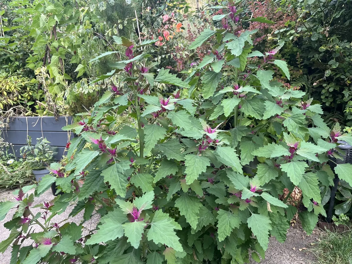 Chenopodium giganteum - Tree Spinach