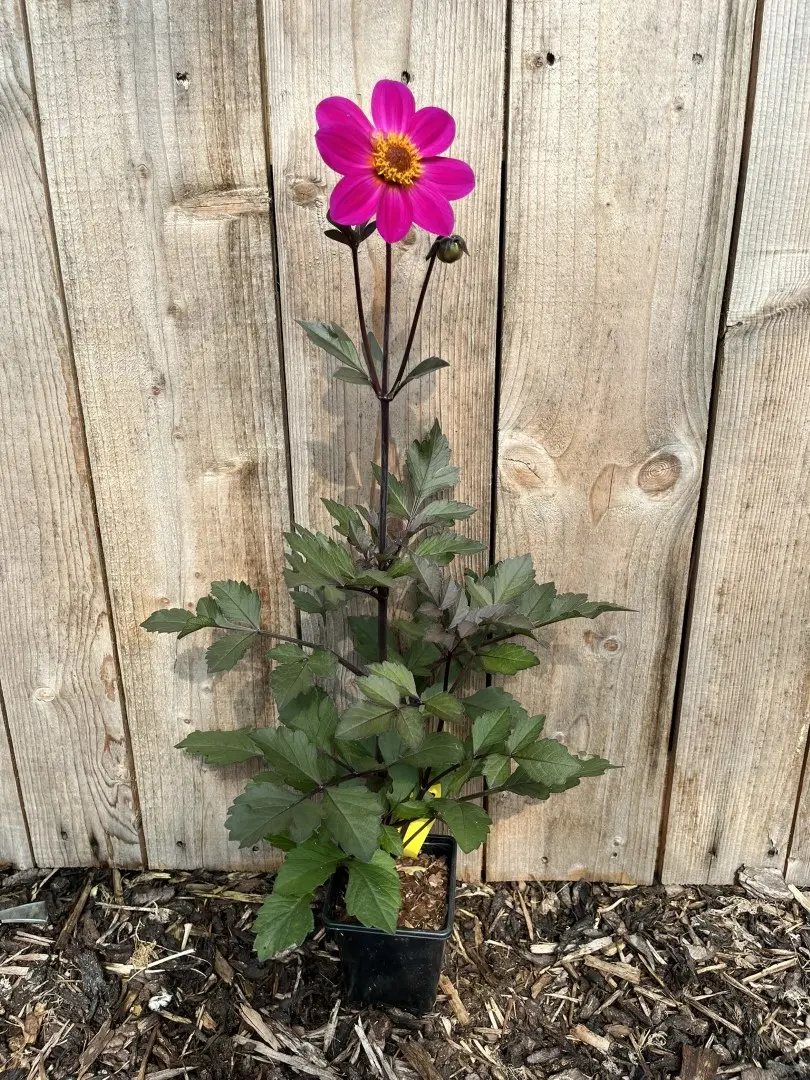 Dahlia 'Hadrians Bubblegum' Potted Plant