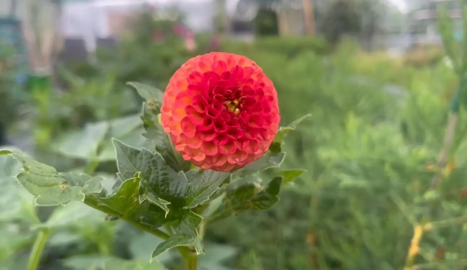 Dahlia Little Beeswing Tubers