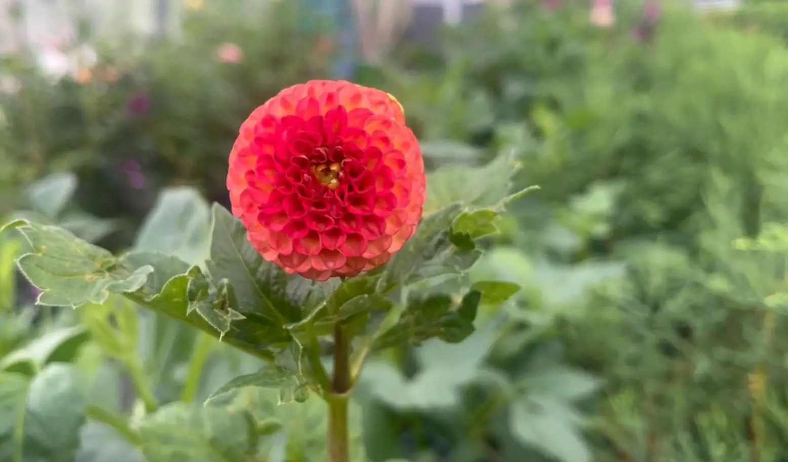Dahlia Little Beeswing Tubers
