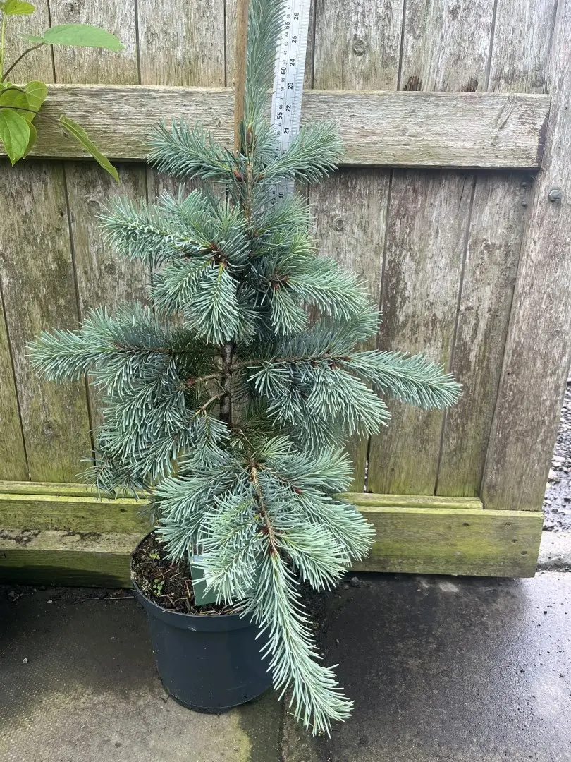 Douglas Fir 'Blue Wonder' 60/80cm (5L) - Image 2