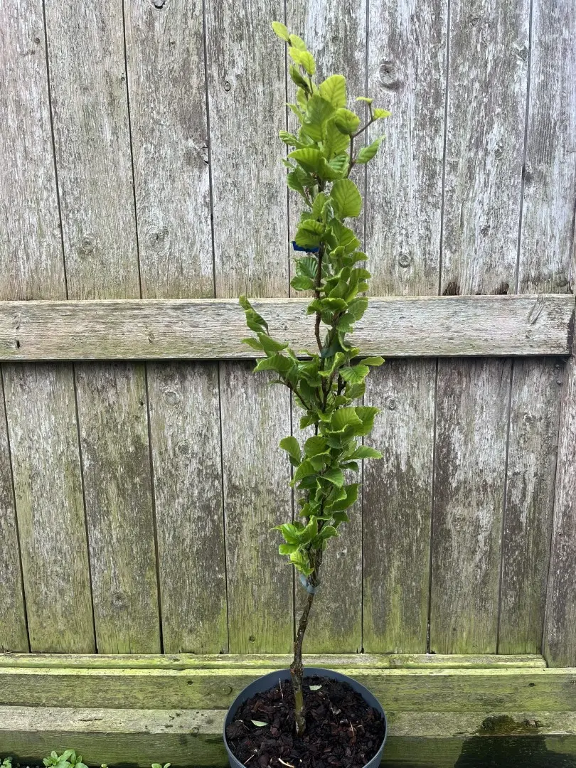 Fagus sylvatica - Beech 'Dwayck Gold' Tree