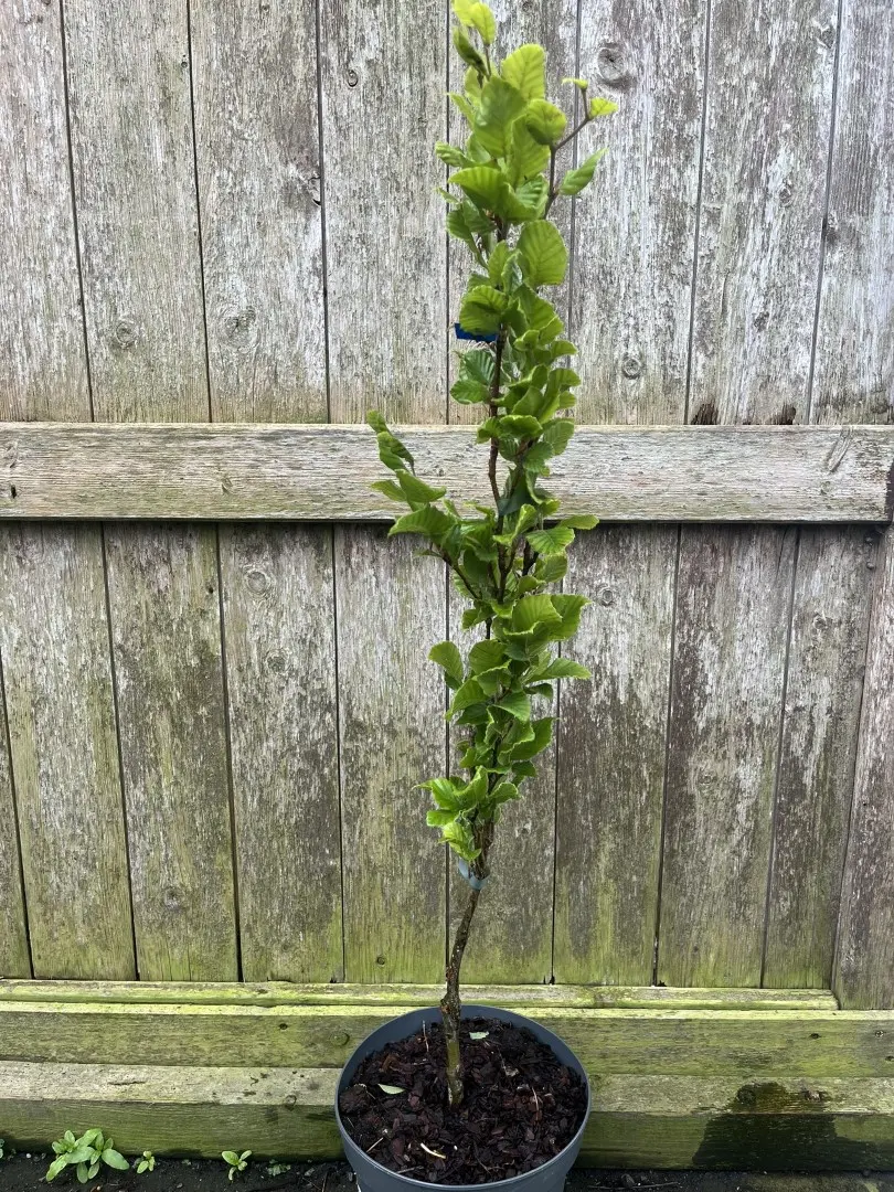 Fagus sylvatica - Beech 'Dwayck Gold' Tree