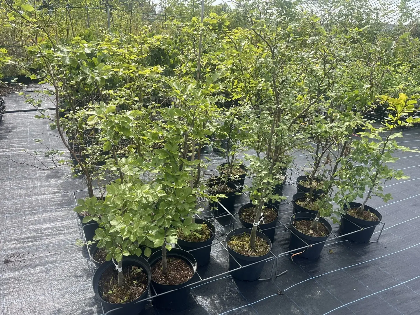 Fagus sylvatica Green Copper Beech Tree