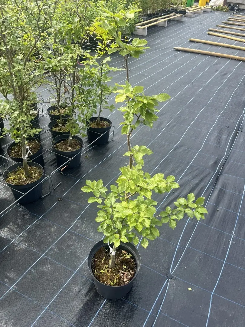 Fagus sylvatica Green Copper Beech Tree