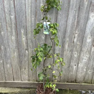 Fagus sylvatica 'Pendula' - Weeping Beech Tree