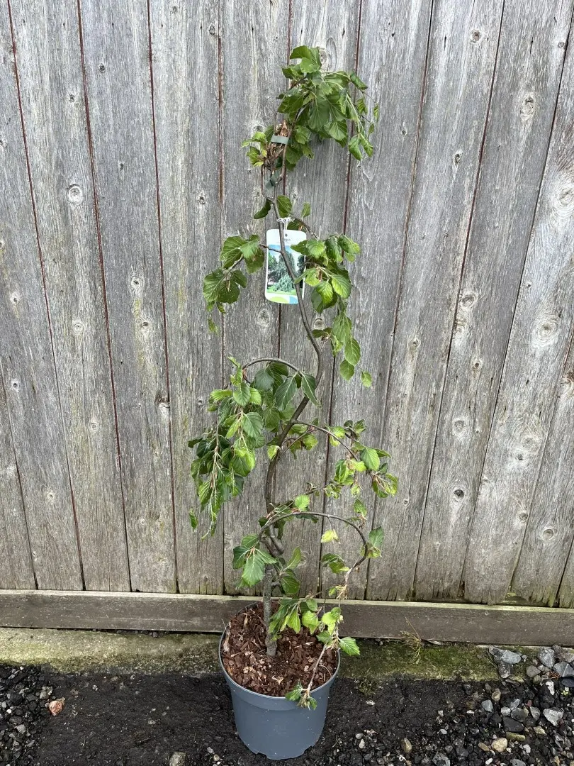 Fagus sylvatica 'Pendula' - Weeping Beech Tree