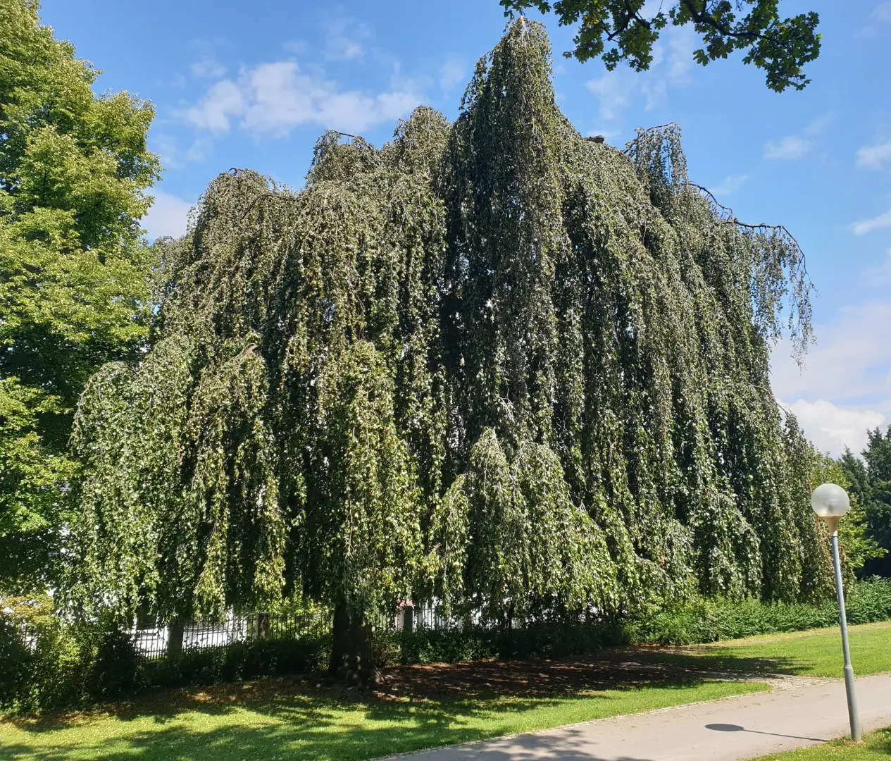 Fagus sylvatica - Weeping Beech Tree