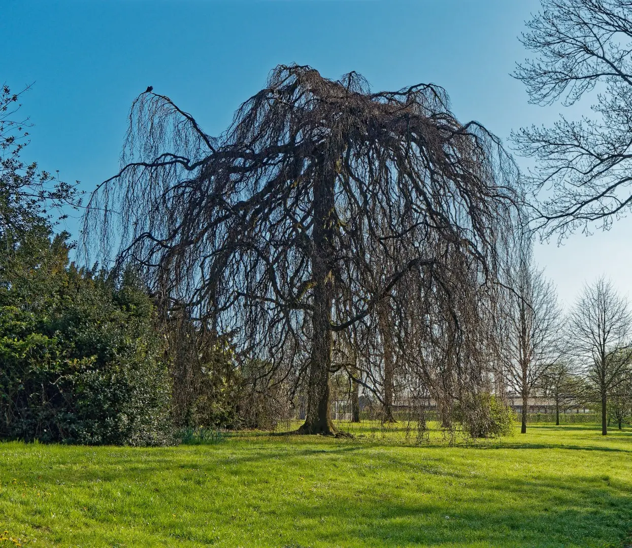 Fagus sylvatica - Weeping Beech Tree