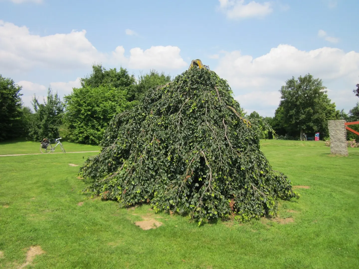 Fagus sylvatica - Weeping Beech Tree