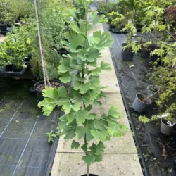 Ginkgo biloba - Maidenhair Trees