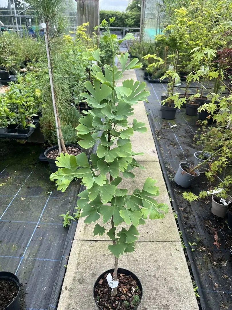 Ginkgo biloba - Maidenhair Trees