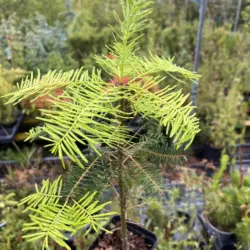 Grand Fir - Abies grandis
