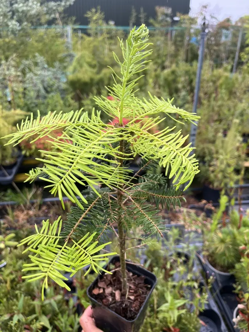 Grand Fir - Abies grandis