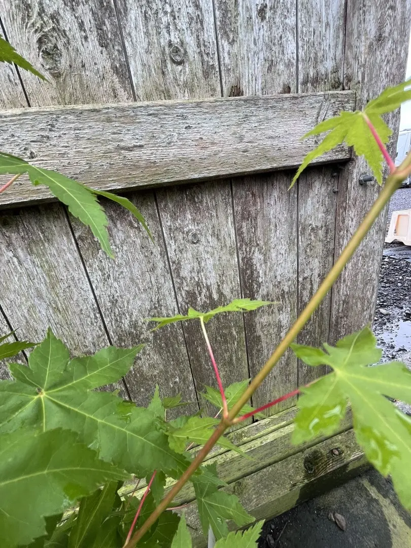 Japanese Maple 'Bi-hoo' - Acer palmatum