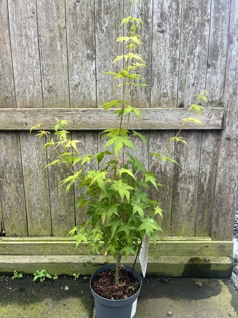 Japanese Maple 'Bi-hoo' - Acer palmatum
