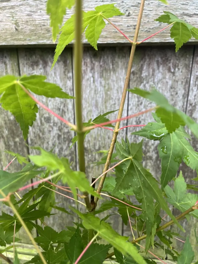 Japanese Maple 'Bi-hoo' - Acer palmatum