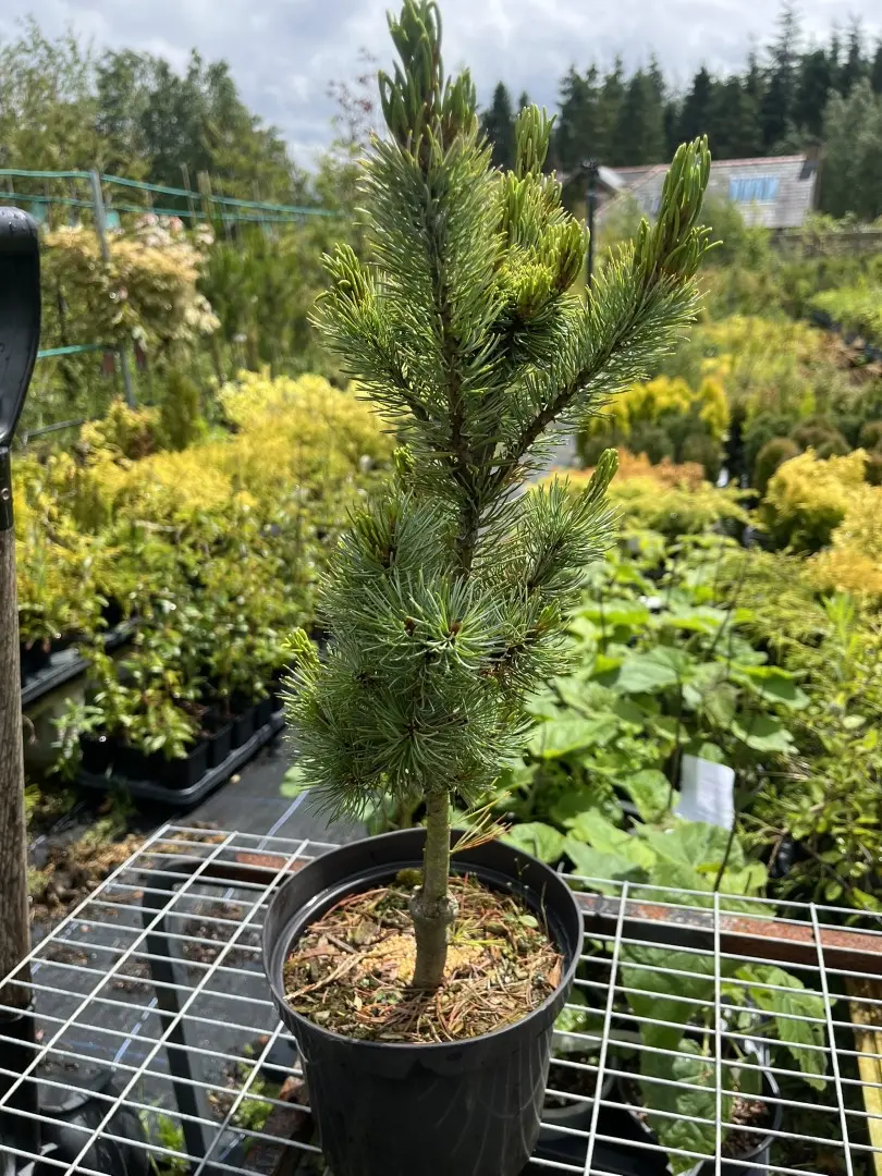 Japanese White Pine 'Blue Lou'