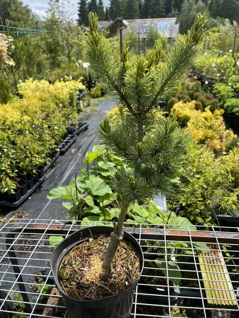 Japanese White Pine 'Blue Lou' 40/60cm (3L) - Image 2