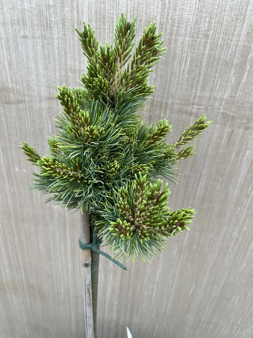 Japanese White Pine 'Kinpo' 60cm Lollypop (5L) - Image 2