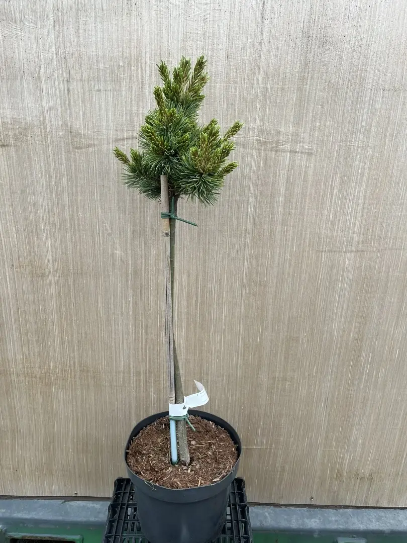 Japanese White Pine 'Kinpo' - Pinus parviflora - 60cm Lollypop