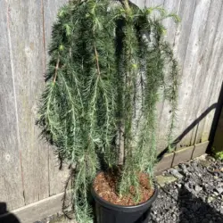 Larix kaempferi - Japanese Larch 'Stiff Weeper'