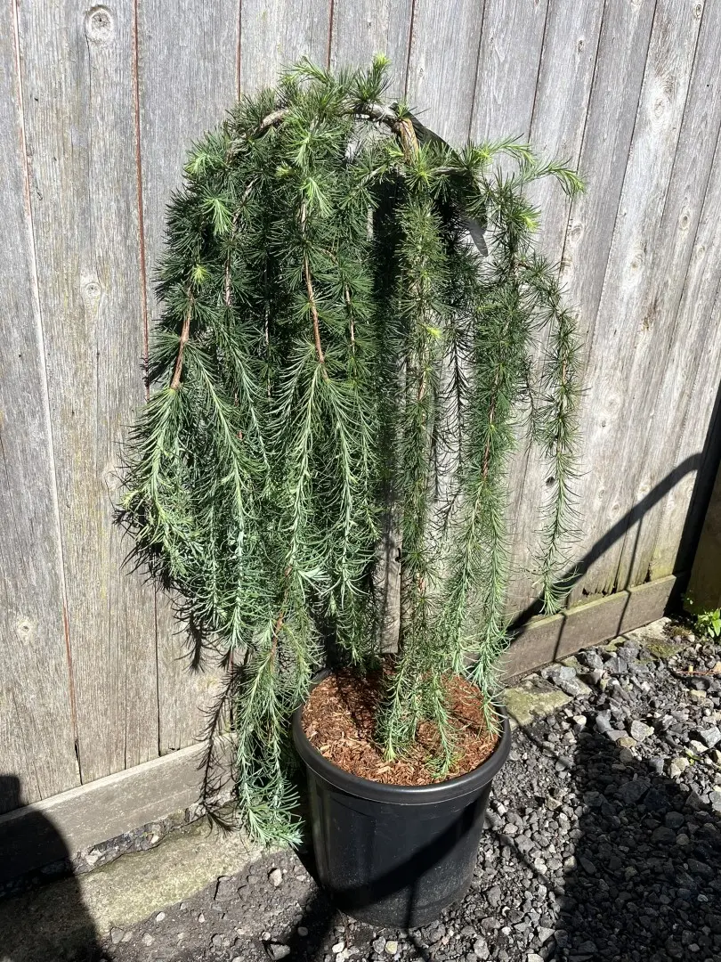 Larix kaempferi - Japanese Larch 'Stiff Weeper'