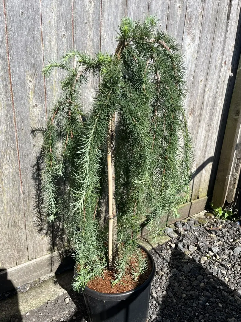 Larix kaempferi - Japanese Larch 'Stiff Weeper'