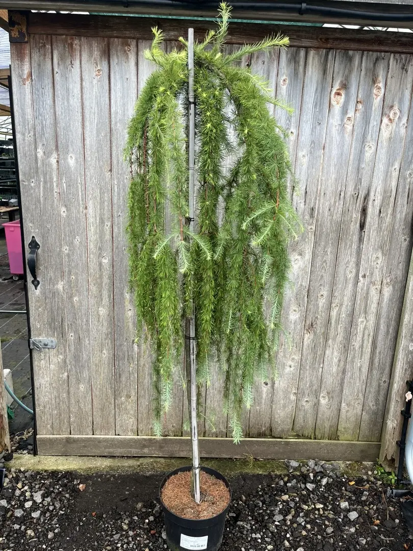 Larix kaempferi 'Stiff Weeping' Japanese Larch Tree