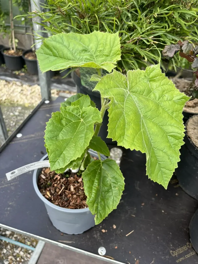Paulownia tomentosa - Foxglove Tree (1)
