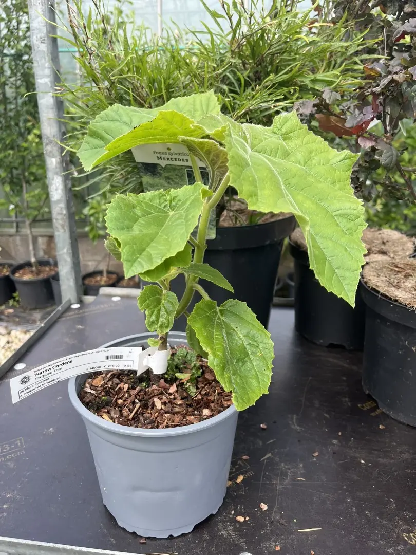 Paulownia tomentosa - Foxglove Tree