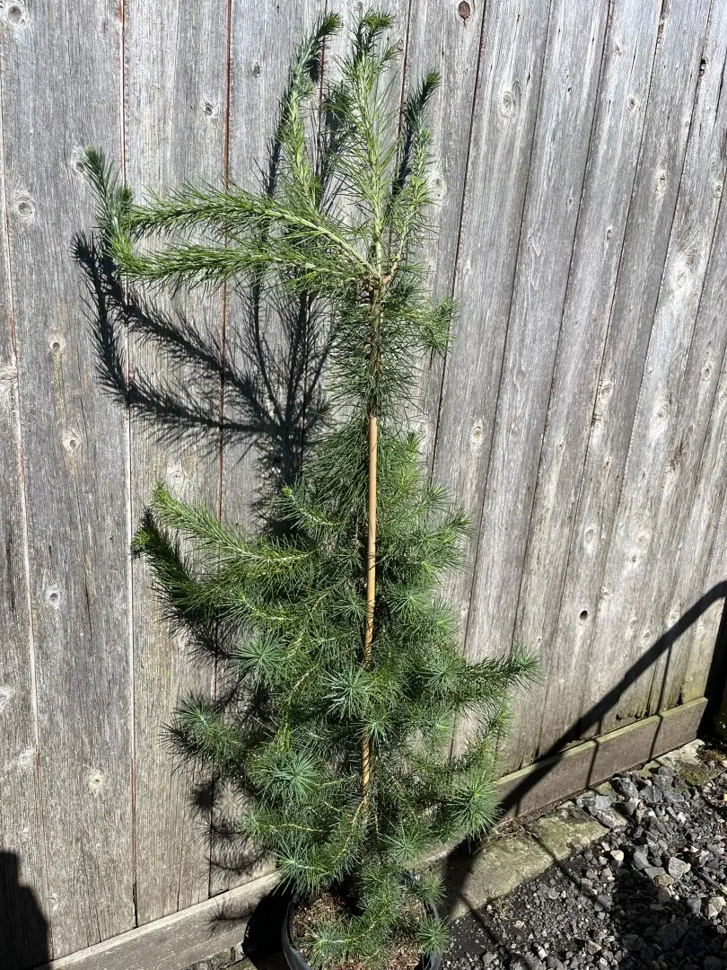 Pinus halepensis - Aleppo Pine