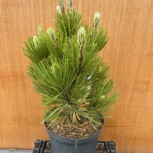 Miniature dwarf conifers for year-round interest from Yarrow Gardens