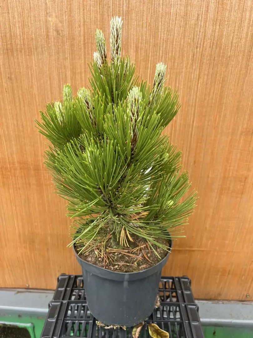 Pinus heldreichii - Bosnian pine 'Compact Gem'